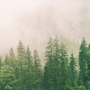 RASCH fototapeta  - Magic Walls 363203R - 4,77 x 3 m