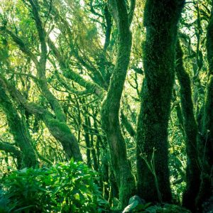 RASCH fototapeta  - Magic Walls 363258R - 3,71 x 2,65 m