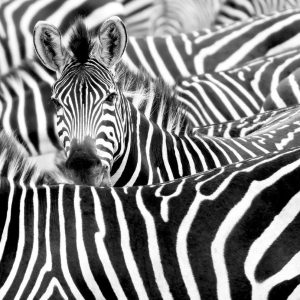 RASCH fototapeta  - African Queen III 363609R