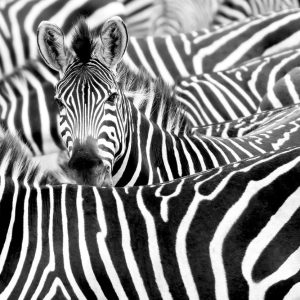 RASCH fototapeta  - African Queen III 363616R