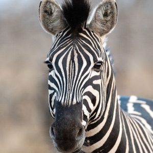 RASCH fototapeta  - African Queen III 363623R