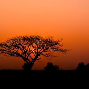 RASCH fototapeta  - African Queen III 363647R