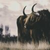 AS foto tapeta - Walls by Patel 5 - Longhorn