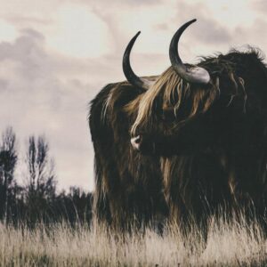 AS foto tapeta - Walls by Patel 5 - Longhorn