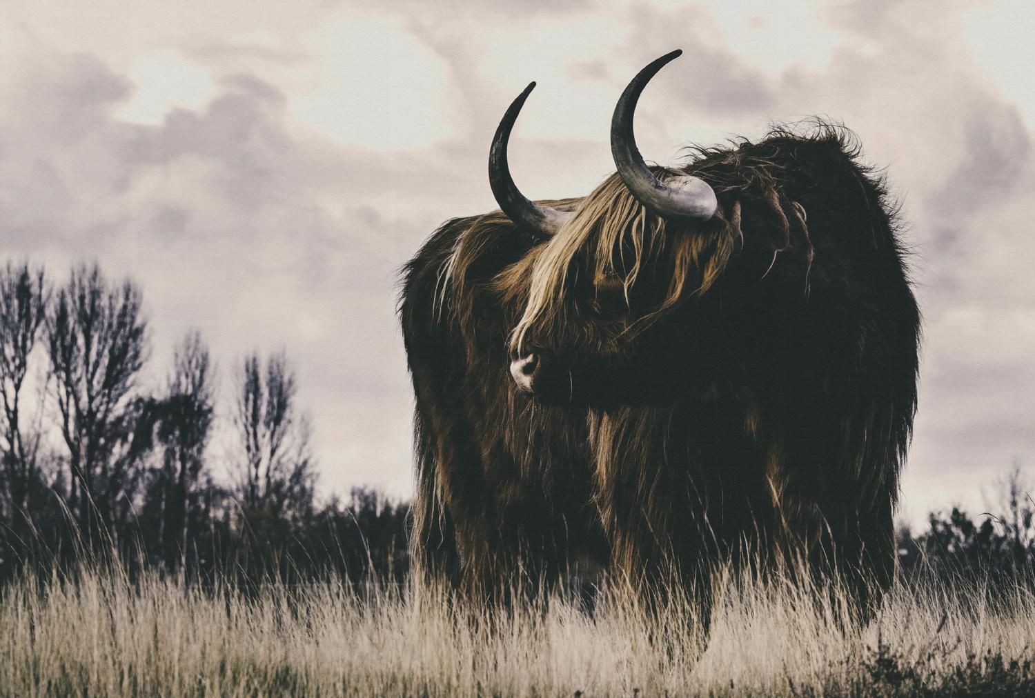 AS foto tapeta - Walls by Patel 5 - Longhorn