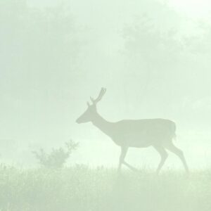 AS foto tapeta - Walls by Patel 5 - My deer1