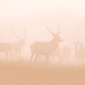 AS foto tapeta - Walls by Patel 5 - My deer2