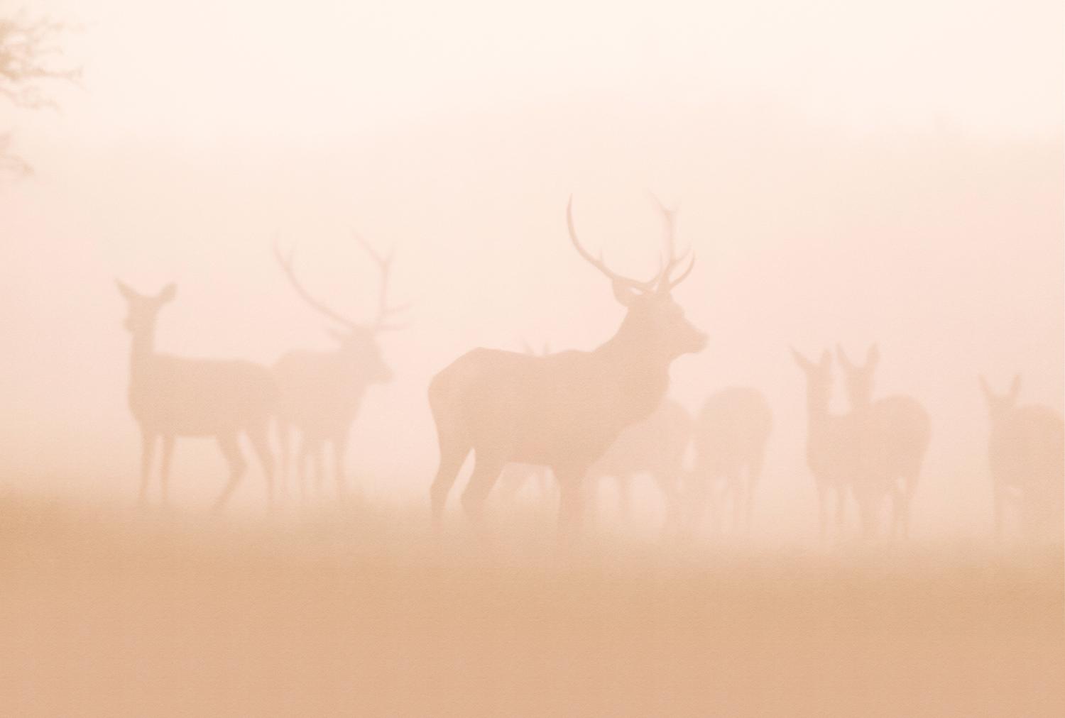 AS foto tapeta - Walls by Patel 5 - My deer2
