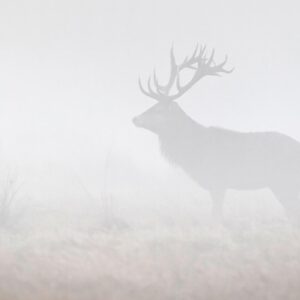AS foto tapeta - Walls by Patel 5 - My deer3