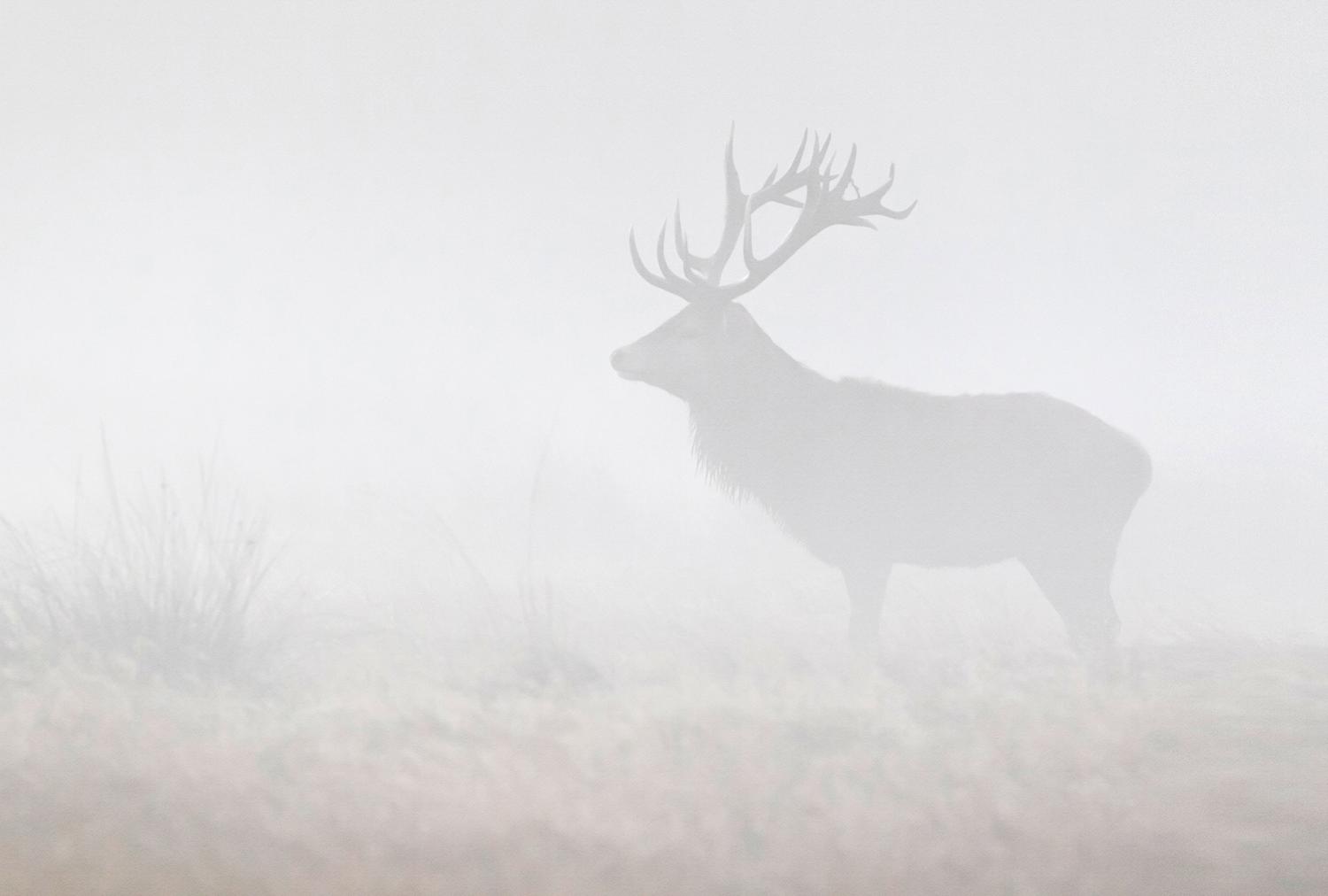 AS foto tapeta - Walls by Patel 5 - My deer3