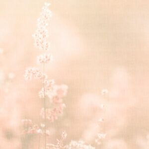 AS foto tapeta - Walls by Patel 5 - Soft meadow1