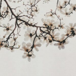AS foto tapeta - Walls by Patel 5 - Magnolia
