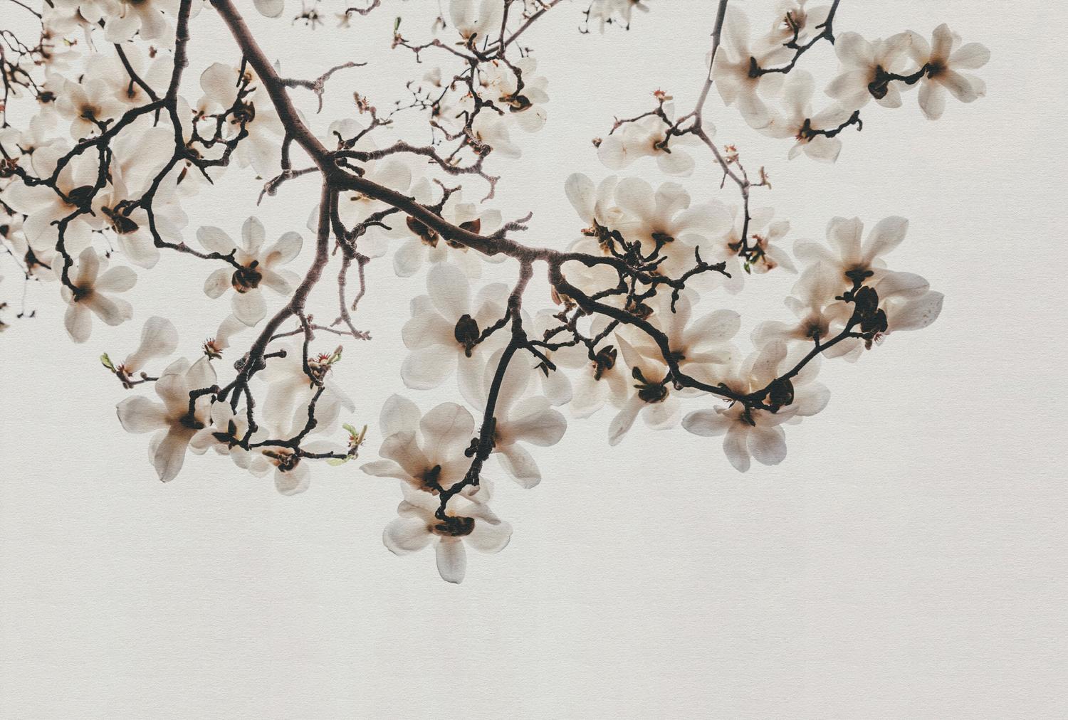 AS foto tapeta - Walls by Patel 5 - Magnolia